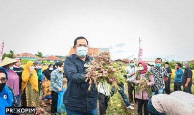 Walikota Padangsidimpuan Hadiri Panen Perdana Bawang di Kecamatan Batunadua
