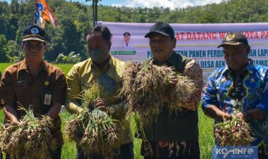Kelompok Tani Suka Maju Desa Aek Najaji Lakukan Panen Perdana Bawang Merah