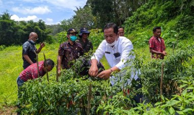 Wali Kota Padang Sidempuan Irsan Efendi Panen Perdana Cabai Merah