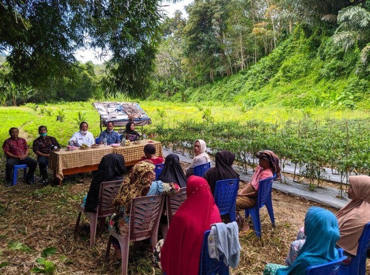 Wali Kota Padang Sidempuan Irsan Efendi Panen Perdana Cabai Merah