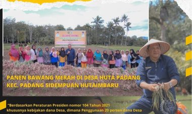 Guna menjaga ketahanan pangan dan kesinambungan budidaya bawang merah di kota Padang Sidempuan, Walikota Irsan Efendi Nasution SH hadiri Panen Bawang Merah di desa Huta Padang Kec. Padang Sidempuan Hutaimbaru