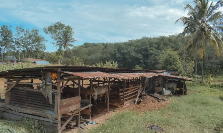 Dinas Pertanian Kota Padang Sidempuan Lakukan Monitoring Kesejumlah Kandang Hewan Ternak Milik Warga