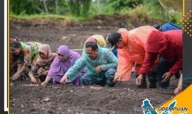 Wali Kota Padang Sidempuan Irsan Efendi Nasution bersama masyarakat Saba Rambutan, Desa Simasom Kecamatan Padang Sidempuan Angkola Julu melakukan tanam perdana Bawang Merah
