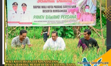 Ikuti Panen Perdana Bawang Merah di Desa Batang Bahal Walikota: Dengan hasil Yang Belum Maksimal ini Jauh Lebih Baik Daripada Tidak Sama Sekali