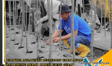Walikota Melakukan Penanaman Cabai Merah Dan Bawang Merah di Desa Ujung Gurap