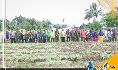 Potensi Pasar Bawang Merah Di Kota Padang Sidempuan Masih Begitu Menjanjikan, Ucap Wako Irsan saat ikuti panen di Desa Tinjoman