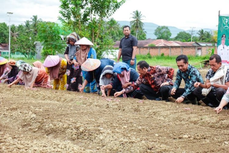 Wali Kota Padang Sidempuan Irsan Efendi Nasution, SH.MM bertemu dengan masyarakat Desa Manegen Kecamatan Padang Sidempuan Tenggara untuk bersama-sama melakukan penanaman perdana Bawang Merah Vairetas Bima Brebes sebanyak 100 Kg