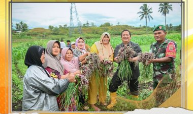 Wali Kota Irsan Efendi Nasution Panen Bawang Merah Sekaligus Penyerahan Bibit di Desa Pudun Julu