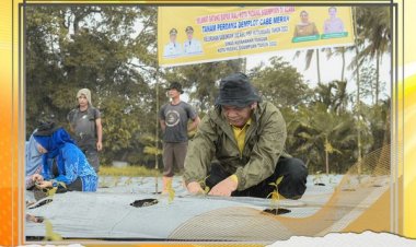 Meski Di Guyur Hujan Wali Kota Tetap Semangat Menanam Cabai Merah Bersama KWT Rap Satahi Sabungan Jae