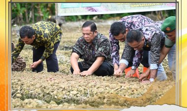 "Kota Padang Sidempuan fokus pada pertanaman bawang merah" Ucap Wako Irsan