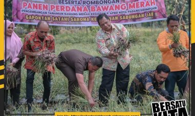 Walikota Laksanakan Panen Perdana Bawang Merah di Gapoktan Satahi Saroha Sabungan Jae