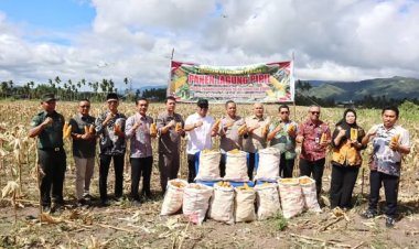 Wawako Levi Panen Raya Jagung Serentak Kuartal II di Desa Siloting