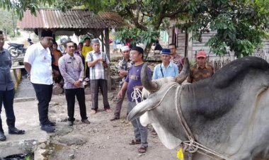 Wawako Levi Salurkan Sapi Kurban Presiden RI Di Desa Joring Lombang