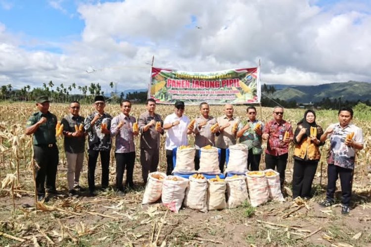 Wawako Levi Panen Raya Jagung Serentak Kuartal II di Desa Siloting