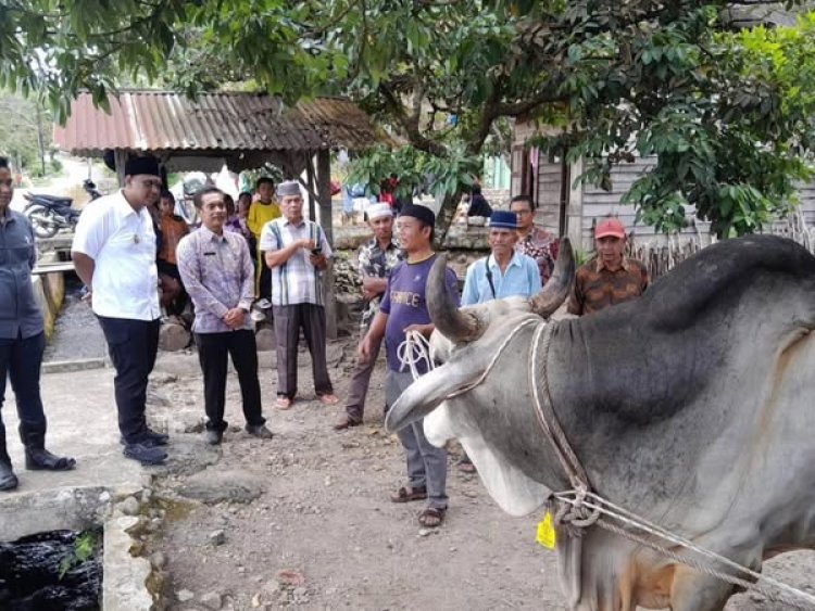 Wawako Levi Salurkan Sapi Kurban Presiden RI Di Desa Joring Lombang