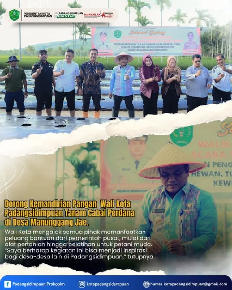 Dorong Kemandirian Pangan Wali Kota Padangsidimpuan Tanam Cabai Perdana di Desa Manunggang Jae.