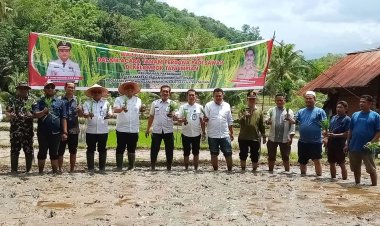 Wali Kota dan Wakil Wali Kota Padangsidimpuan Tanam Padi Di Kelurahan Panyanggar, Dukung Program Ketahanan Pangan