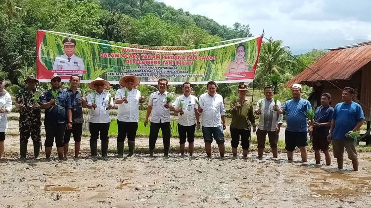 Wali Kota dan Wakil Wali Kota Padangsidimpuan Tanam Padi Di Kelurahan Panyanggar, Dukung Program Ketahanan Pangan