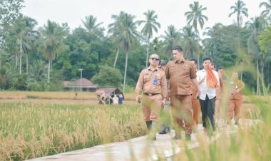 Plt. Sekda Padangsidimpuan Tinjau Lahan Pertanian di Manunggang Jae Jelang Panen Raya