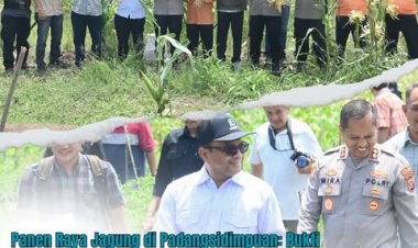 Panen Raya Jagung di Padangsidimpuan: Bukti Kolaborasi Wujudkan Swasembada Pangan