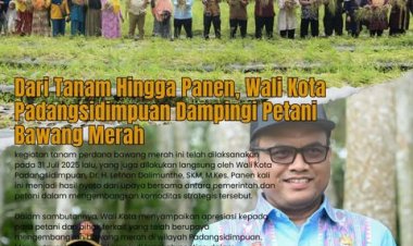 Dari Tanam Hingga Panen, Wali Kota Padangsidimpuan Dampingi Petani Bawang Merah