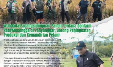 Wali Kota Padangsidimpuan Panen Perdana Denfarm Padi Mekongga di Panyanggar, Dorong Peningkatan Produksi dan Kemandirian Petani