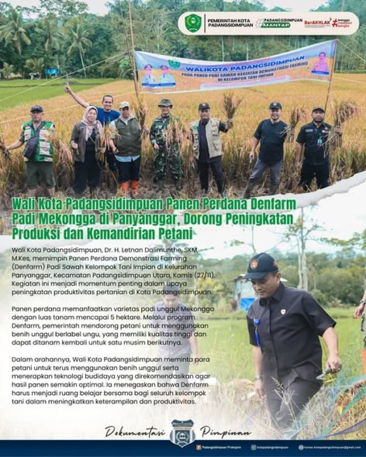 Wali Kota Padangsidimpuan Panen Perdana Denfarm Padi Mekongga di Panyanggar, Dorong Peningkatan Produksi dan Kemandirian Petani