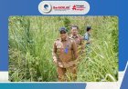 PEMKO PADANGSIDIMPUAN RESPON CEPAT KELUHAN WARGA SIBULU TOLANG WALI KOTA LANGSUNG SURVEI TERPADU DAN INSTRUKSIKAN LANGKAH PENANGANAN